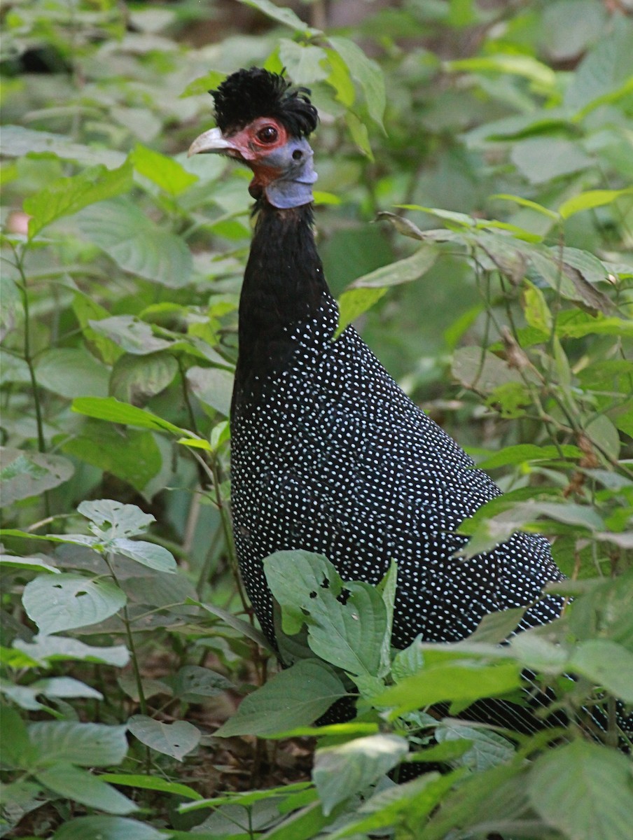 Eastern Crested Guineafowl - ML628934939