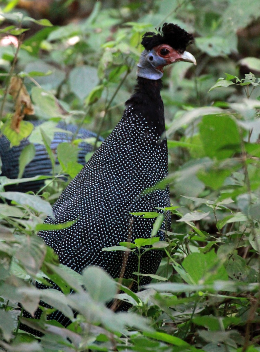 Eastern Crested Guineafowl - ML628934940