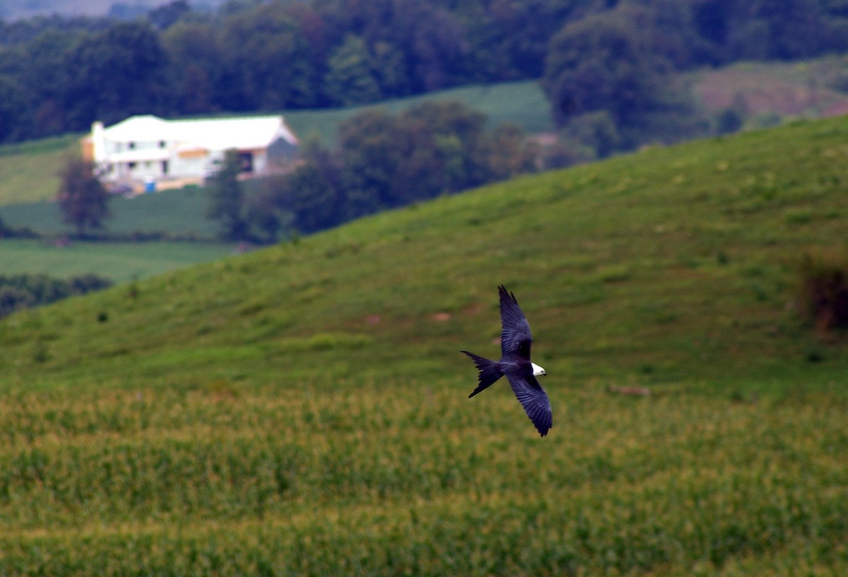 Swallow-tailed Kite - ML628935062