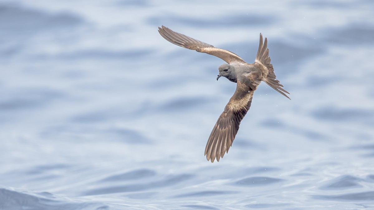 Tristram's Storm-Petrel - ML628935068