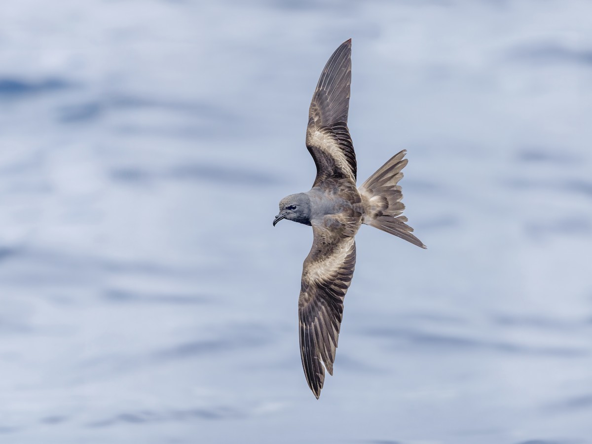 Tristram's Storm-Petrel - ML628935069