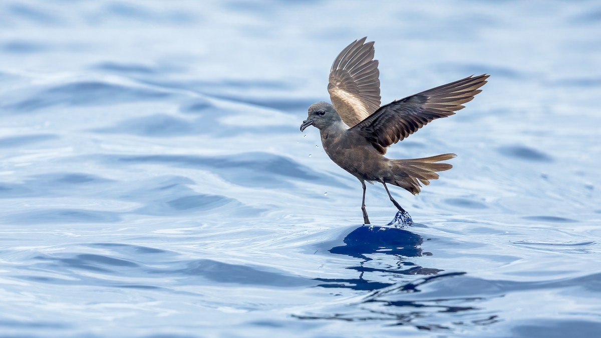 Tristram's Storm-Petrel - ML628935070