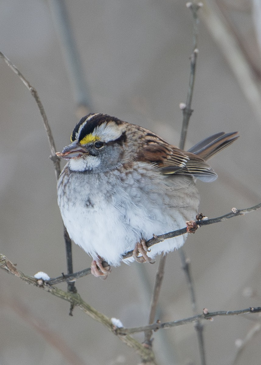 White-throated Sparrow - ML628935139