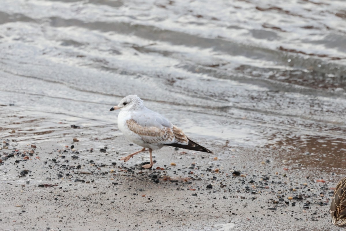 Ring-billed Gull - ML628935248