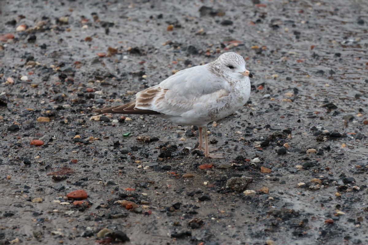 Ring-billed Gull - ML628935249