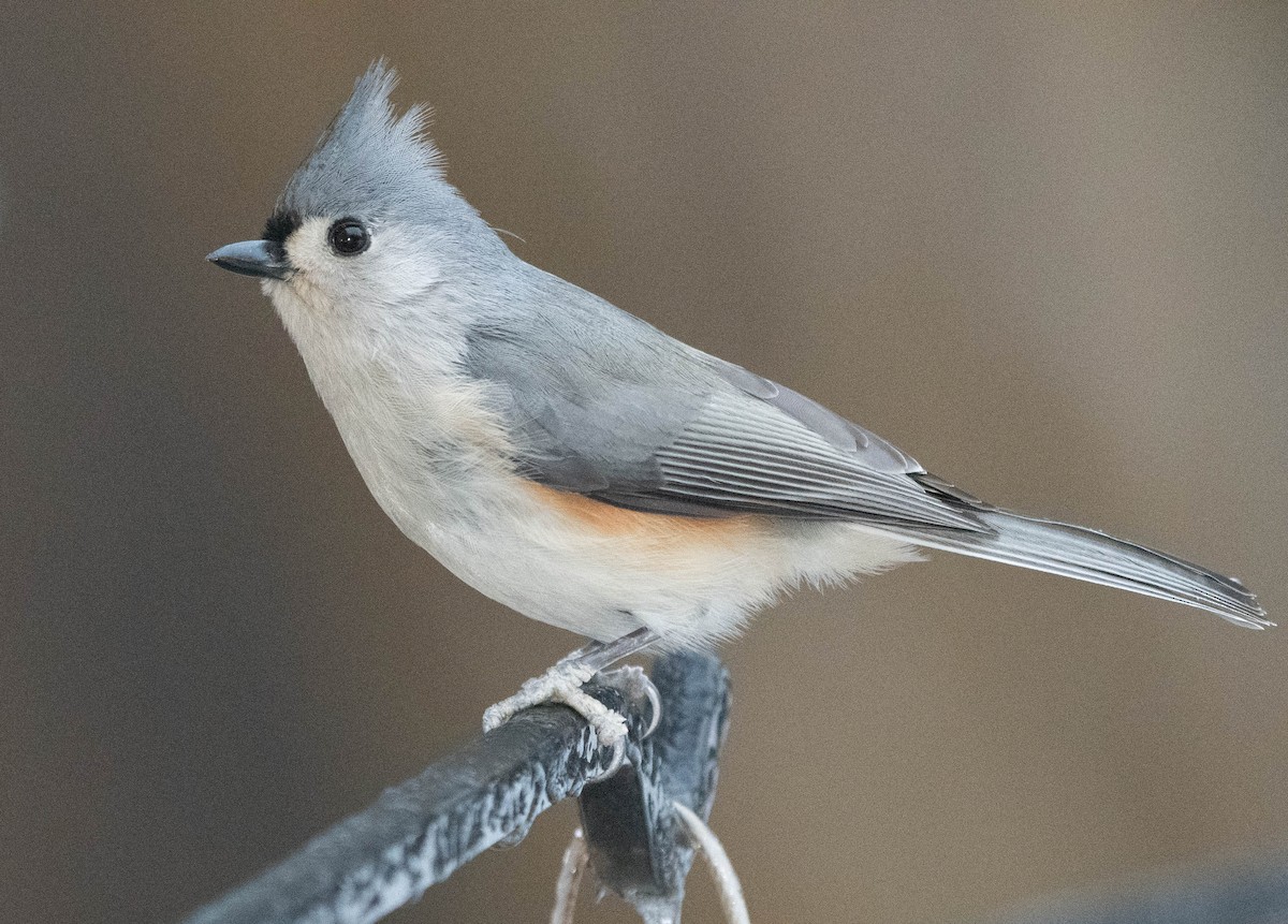 Tufted Titmouse - ML628935271