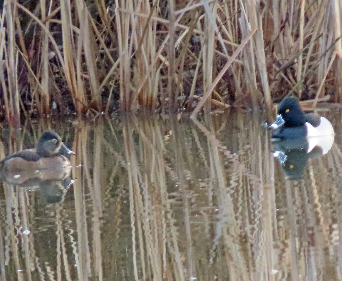 Ring-necked Duck - ML628935327