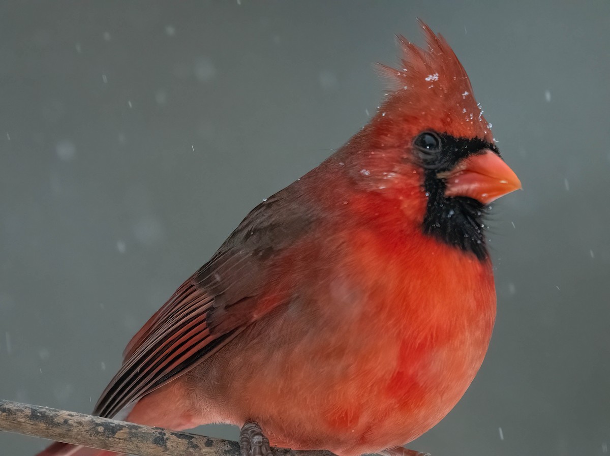 Northern Cardinal - ML628935340