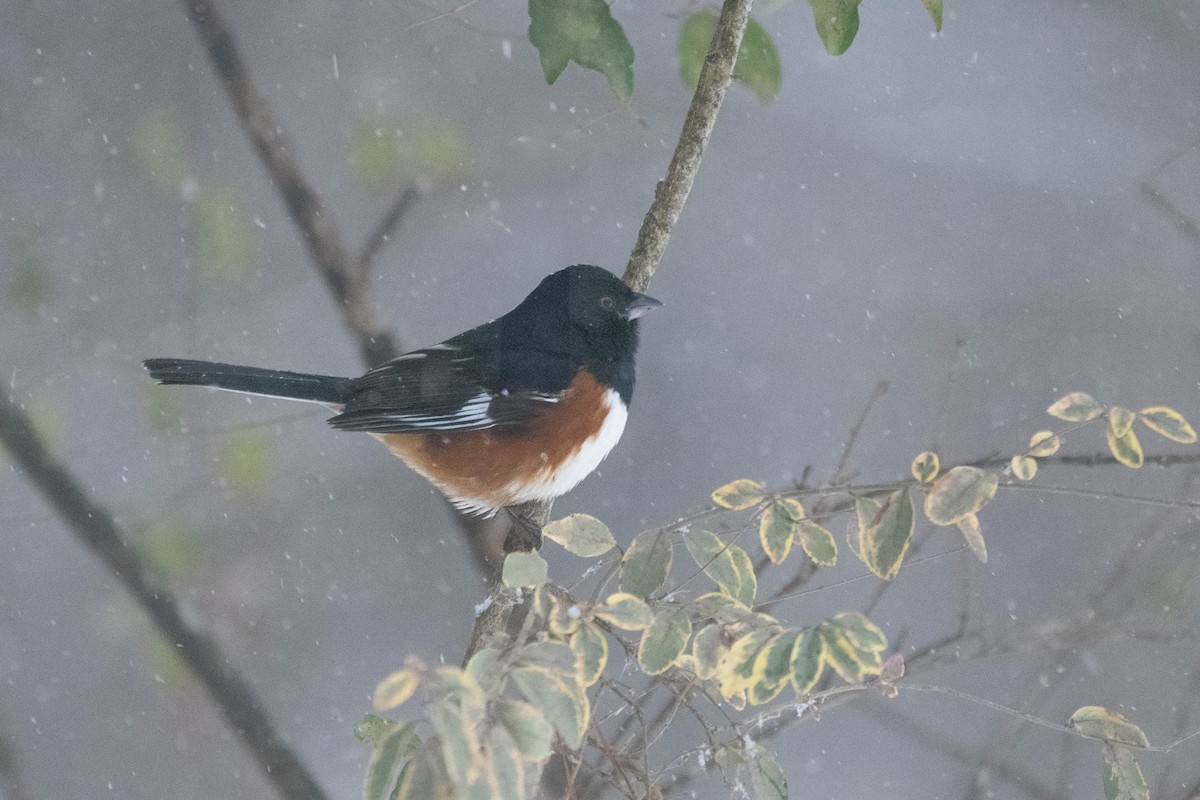 Eastern Towhee - ML628935364