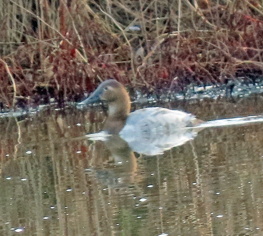 Canvasback - ML628935373