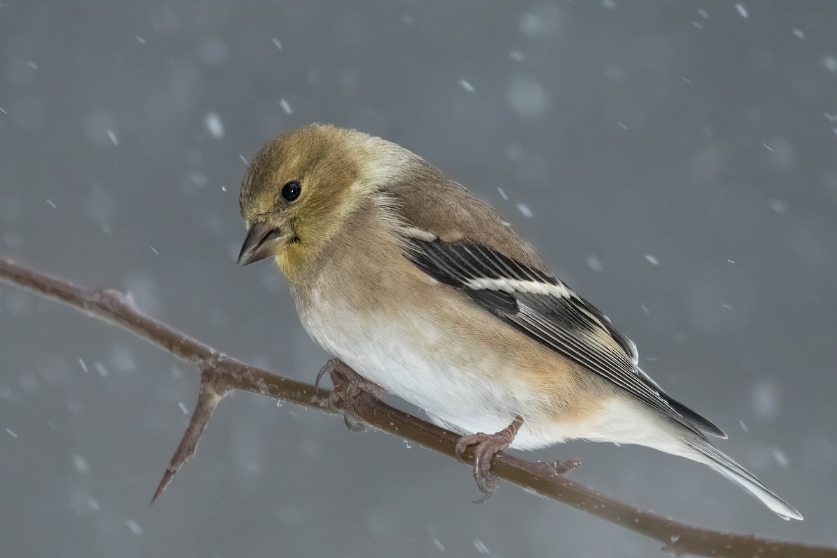 American Goldfinch - ML628935385