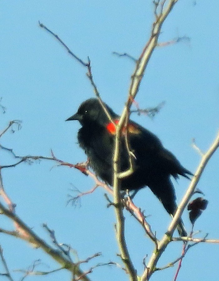 Red-winged Blackbird - ML628935392