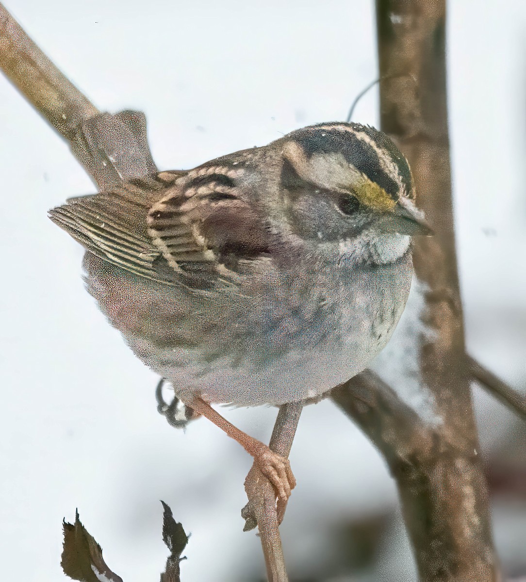 White-throated Sparrow - ML628935409