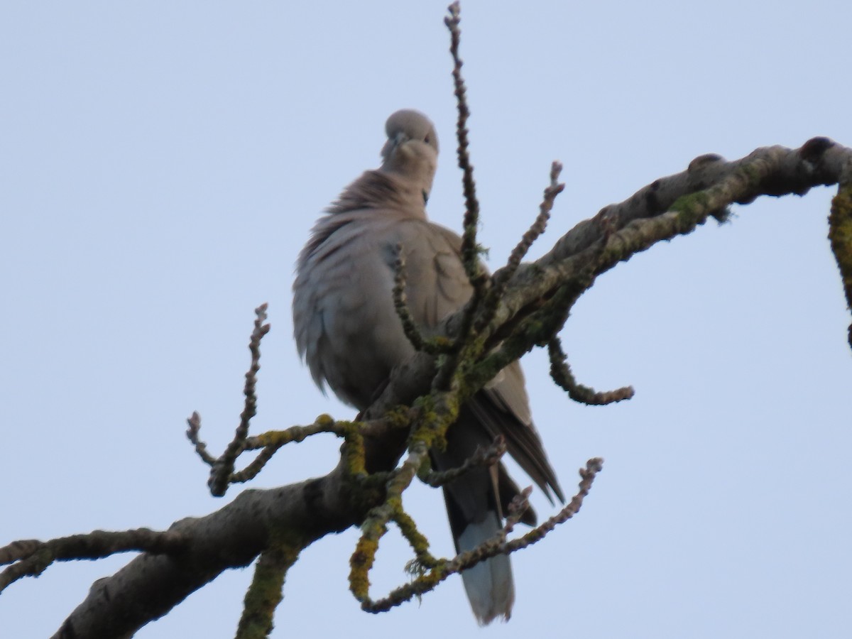 Eurasian Collared-Dove - ML628935424