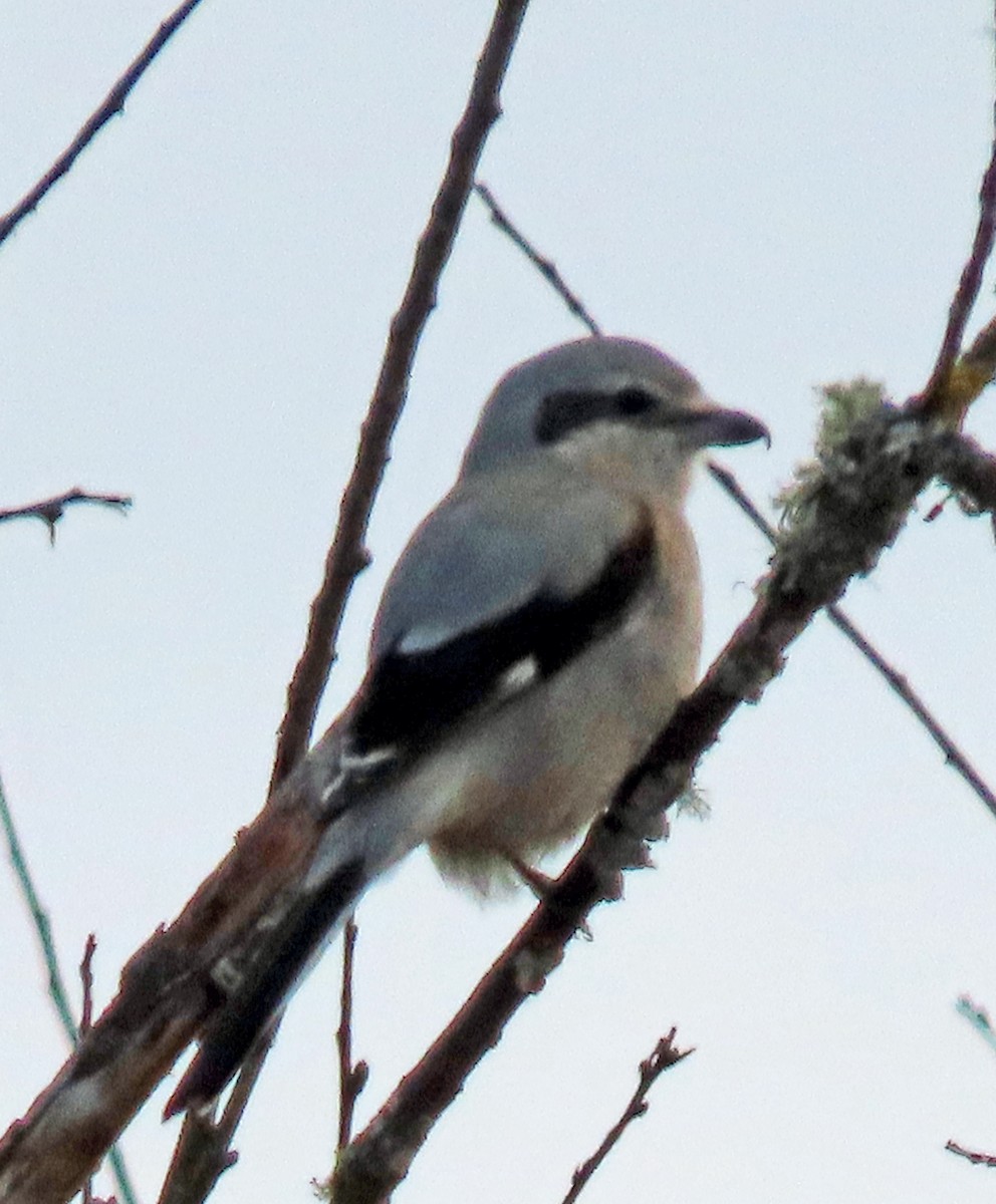 Northern Shrike - ML628935547