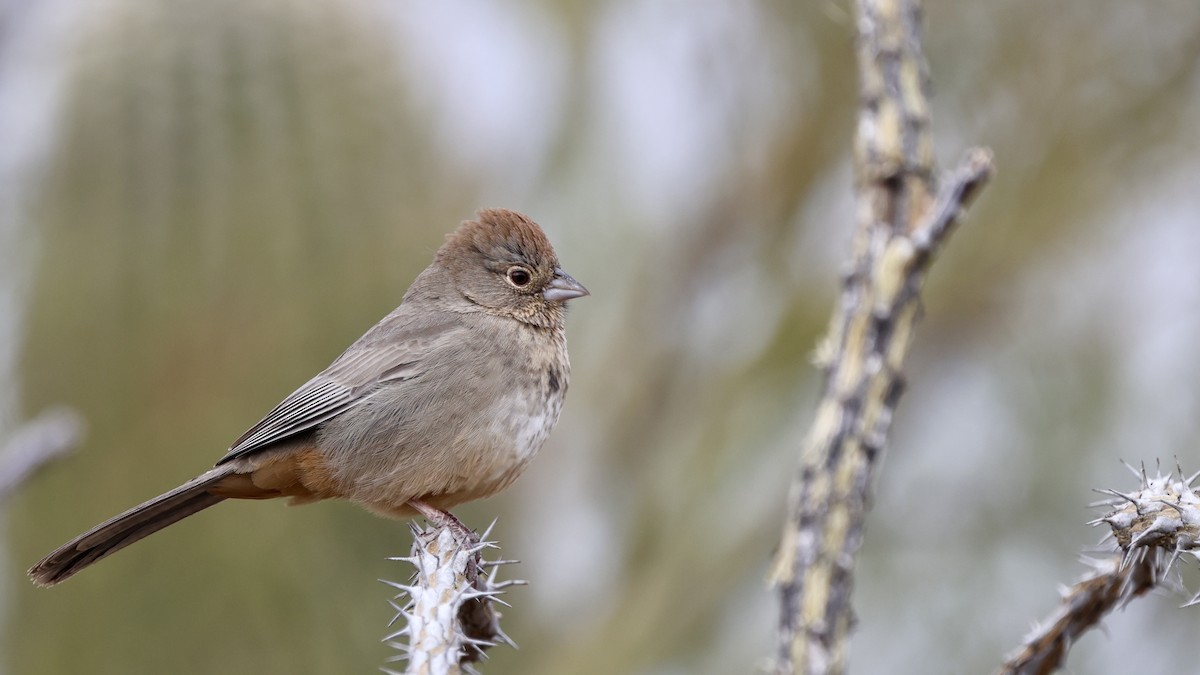 Canyon Towhee - ML628935548