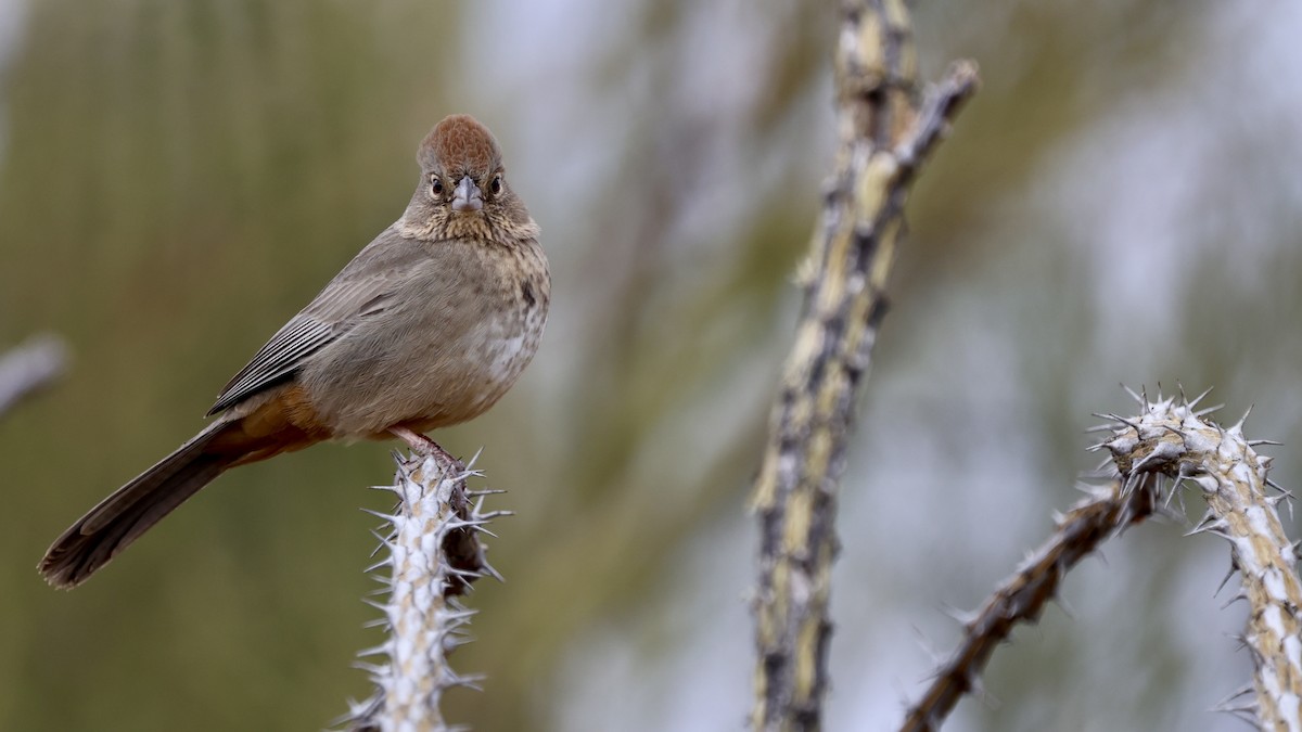 Canyon Towhee - ML628935573