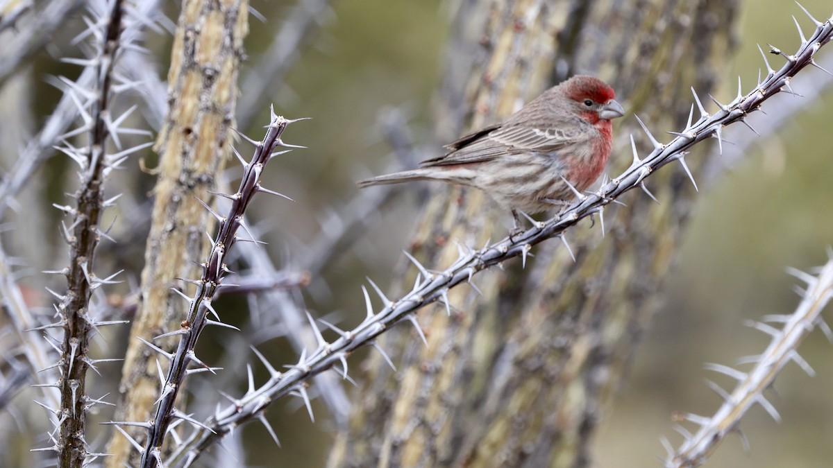 House Finch - ML628935597