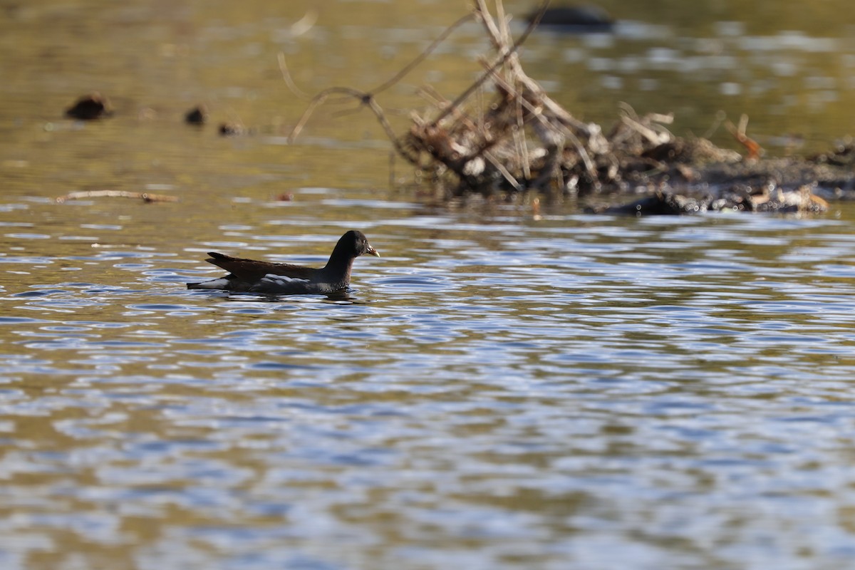 Common Gallinule - ML628935675