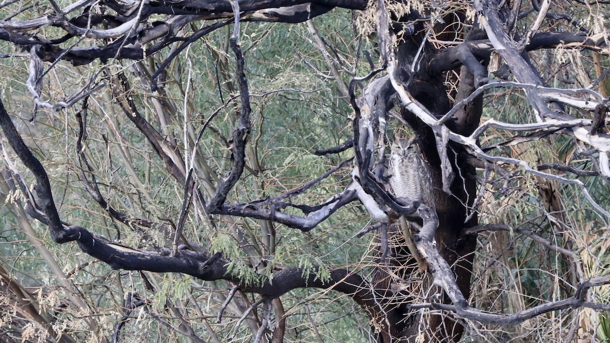 Great Horned Owl - ML628935682