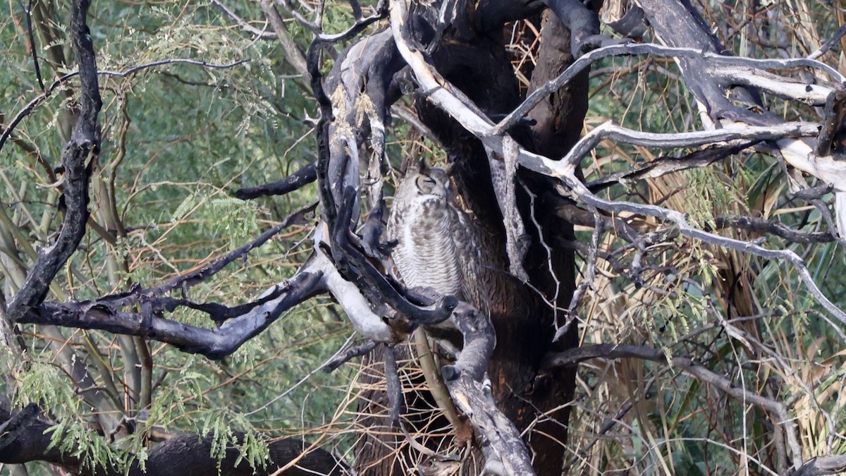 Great Horned Owl - ML628935683