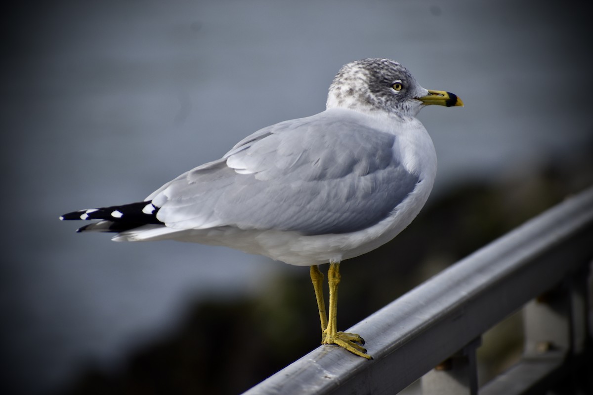 Ring-billed Gull - ML628935693