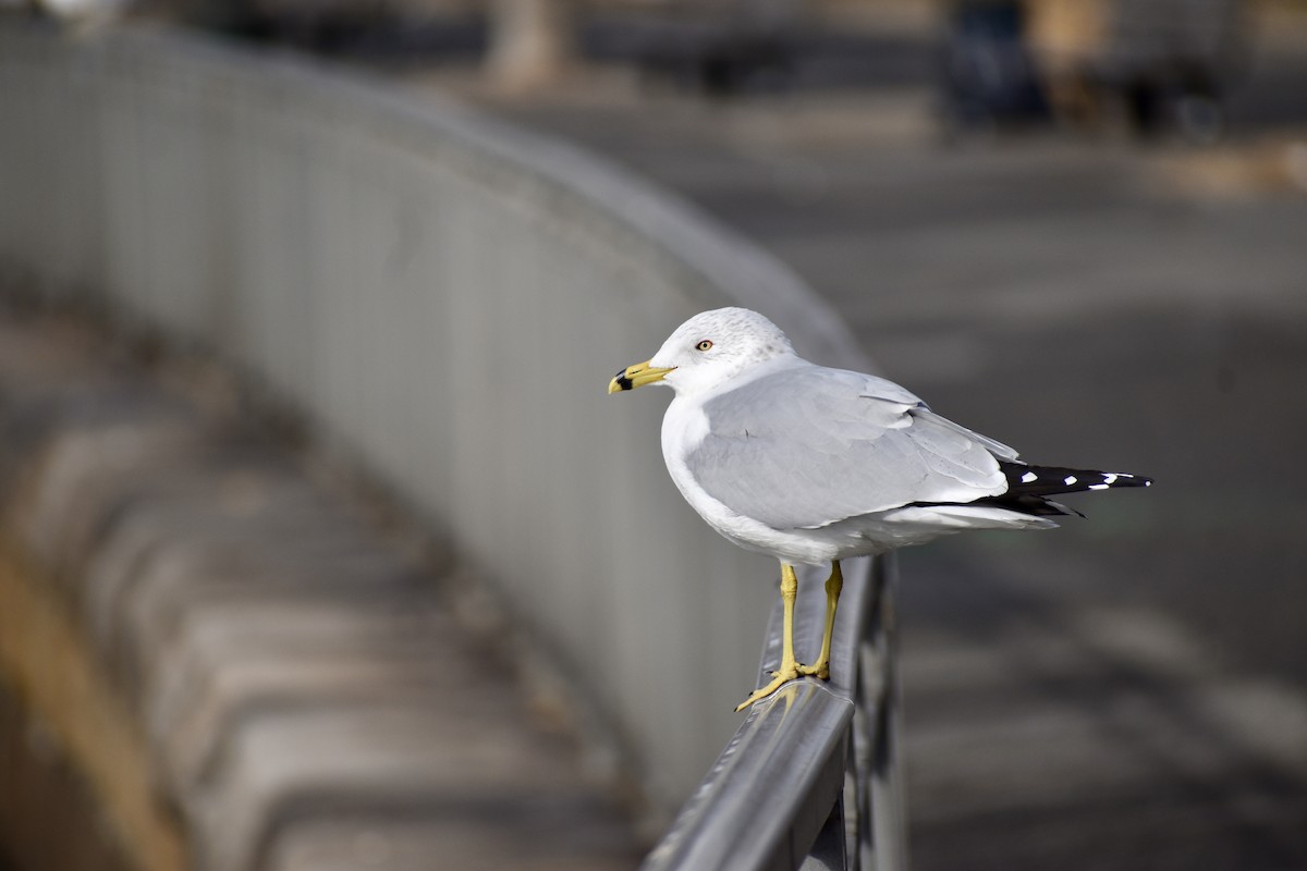 Ring-billed Gull - ML628935694