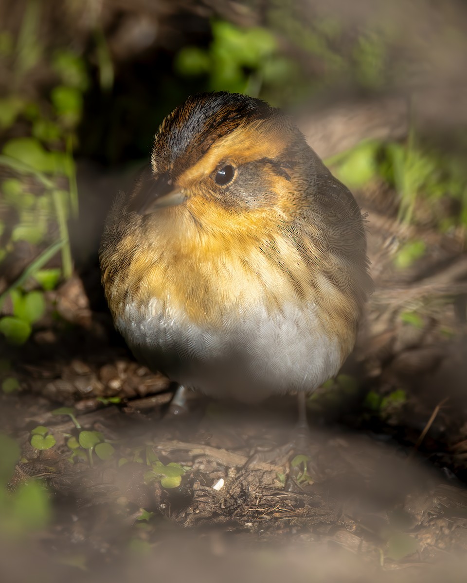 Nelson's Sparrow - ML628935751