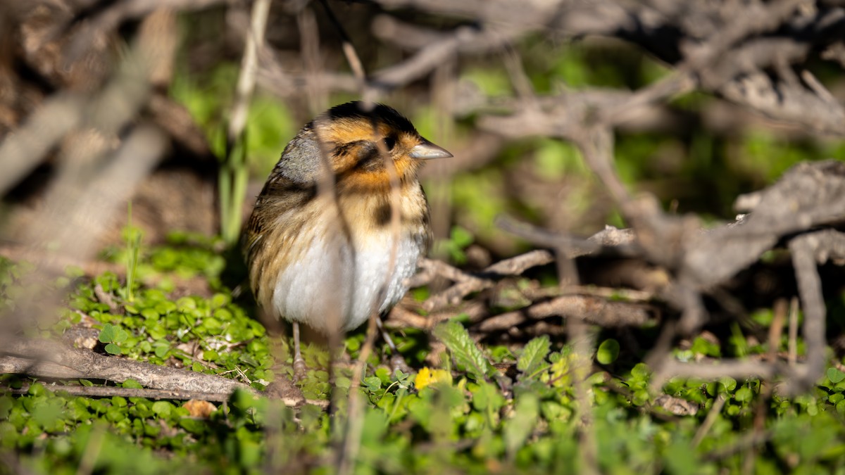 Nelson's Sparrow - ML628935752