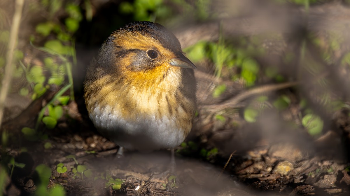 Nelson's Sparrow - ML628935753