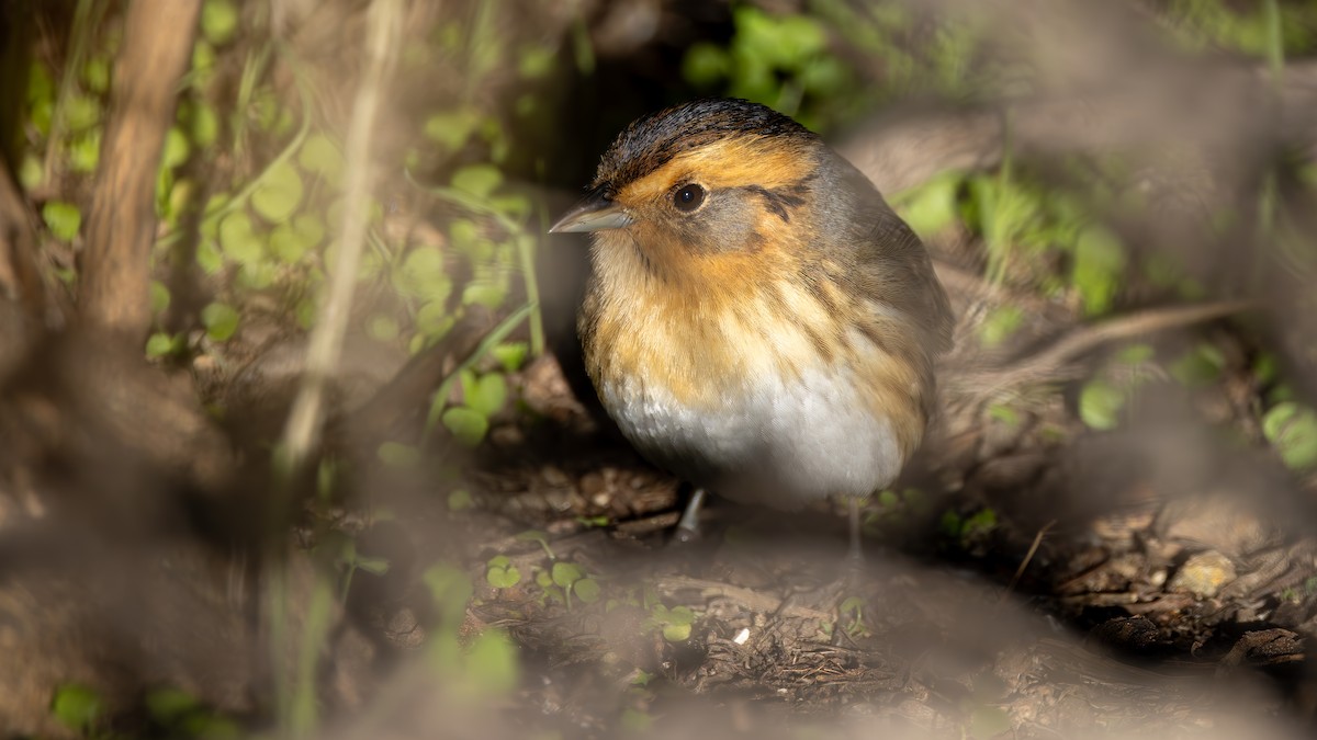 Nelson's Sparrow - ML628935754