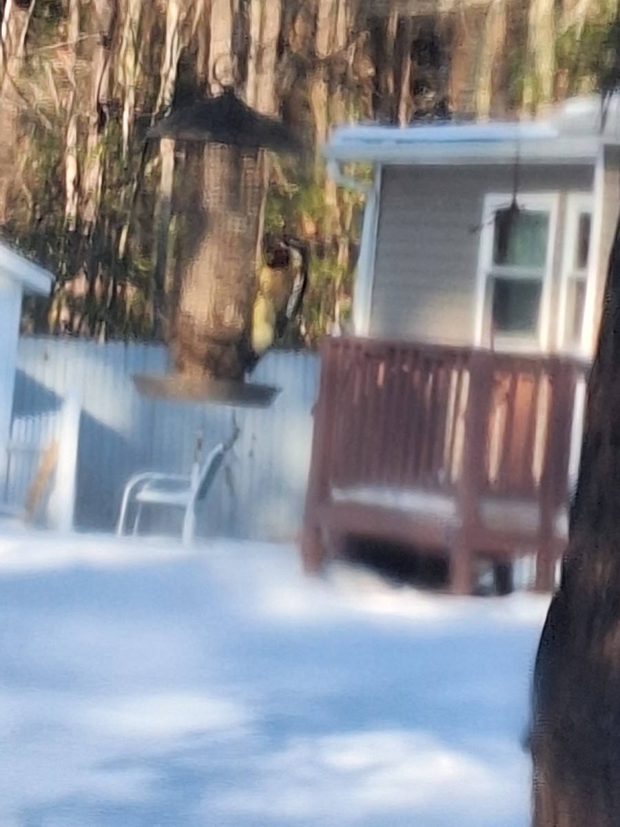 Yellow-bellied Sapsucker - ML628935784