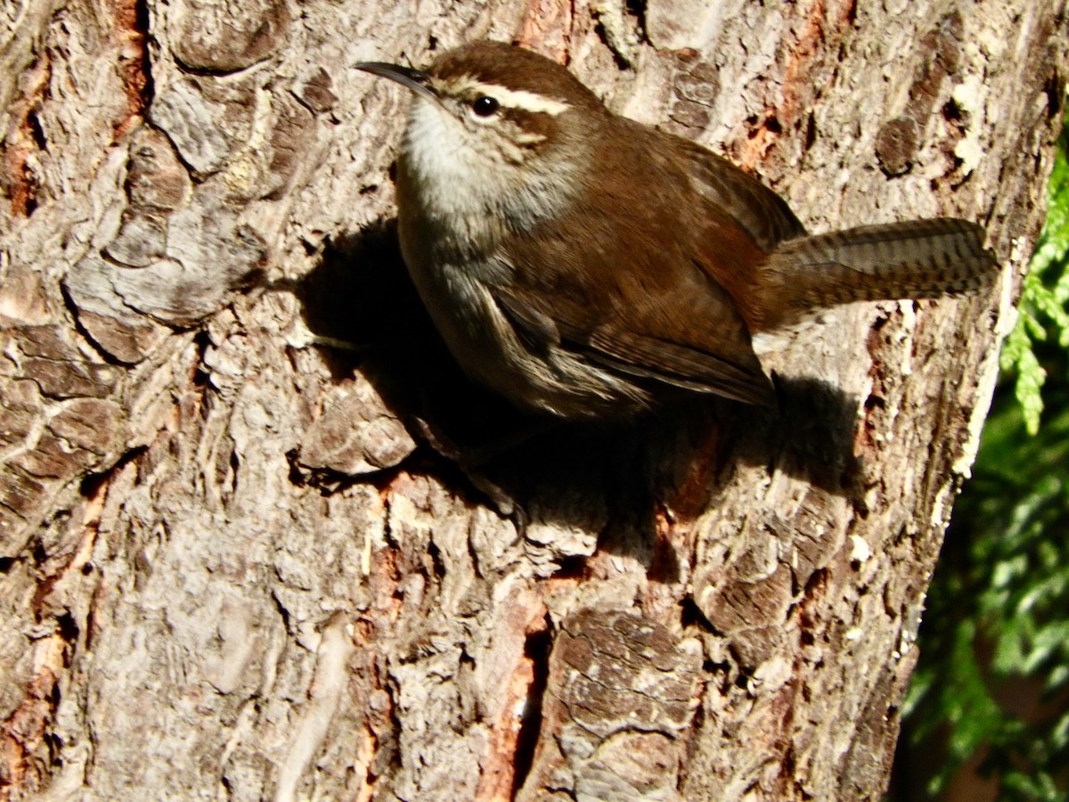 Bewick's Wren - ML628935785