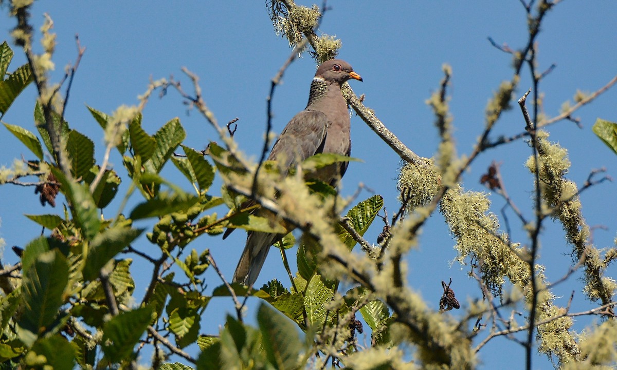 Band-tailed Pigeon - ML62893601
