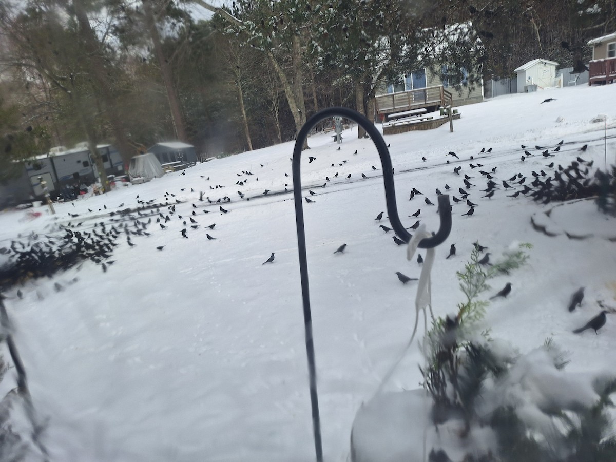 Common Grackle - ML628936069