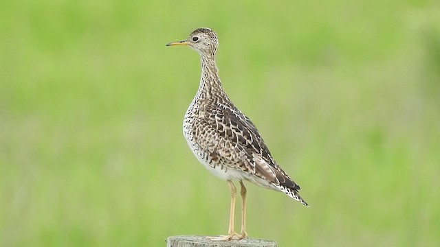 Upland Sandpiper - ML628936224