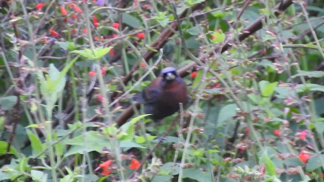 Varied Bunting - ML628936451