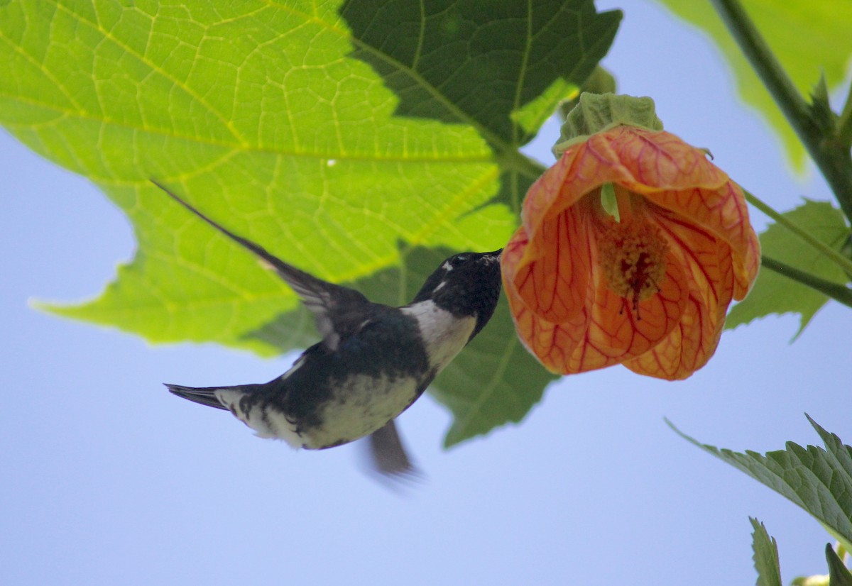 White-bellied Woodstar - ML628936504