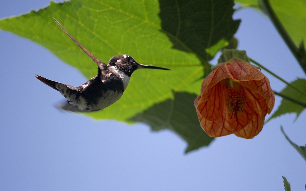 White-bellied Woodstar - ML628936505