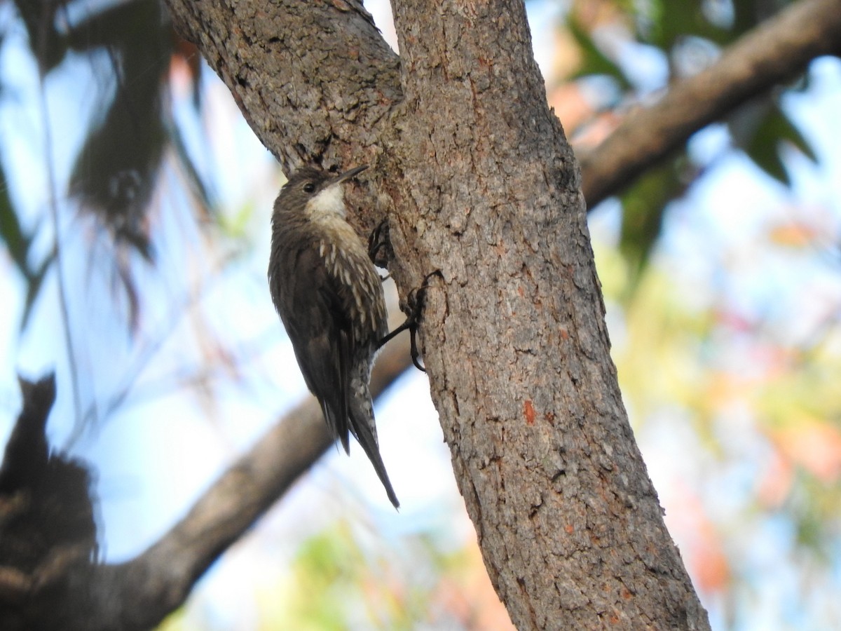 White-throated Treecreeper - ML628936770