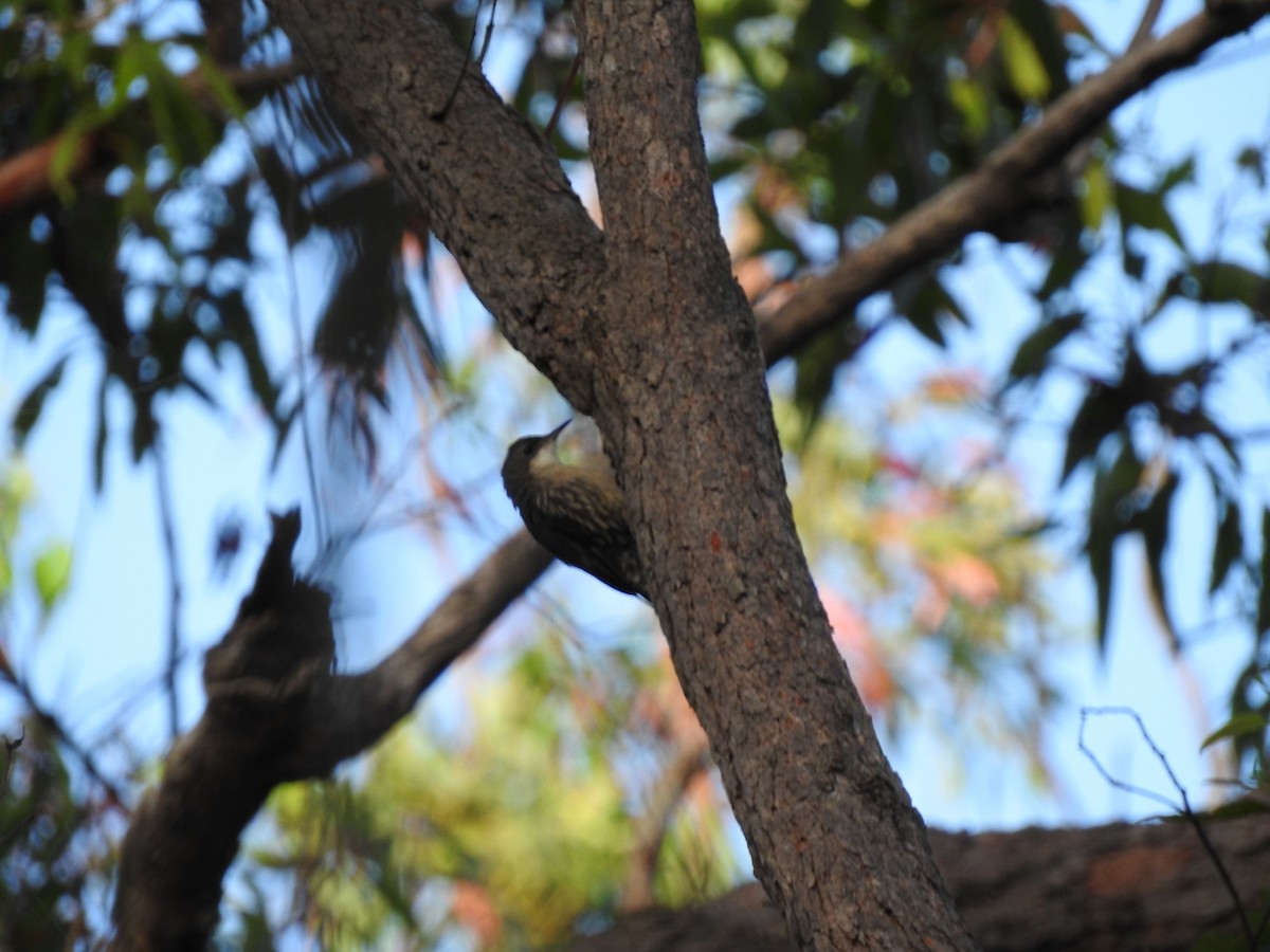 White-throated Treecreeper - ML628936771