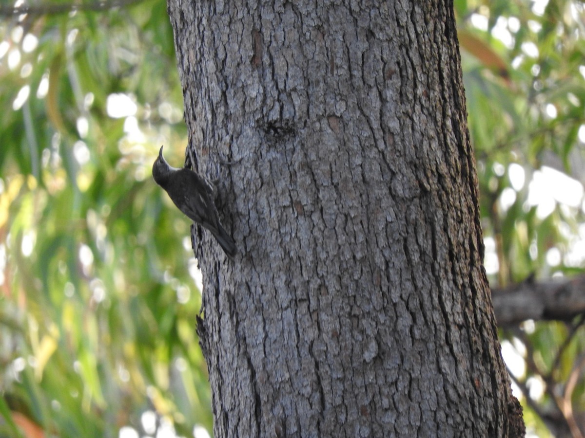 White-throated Treecreeper - ML628936772