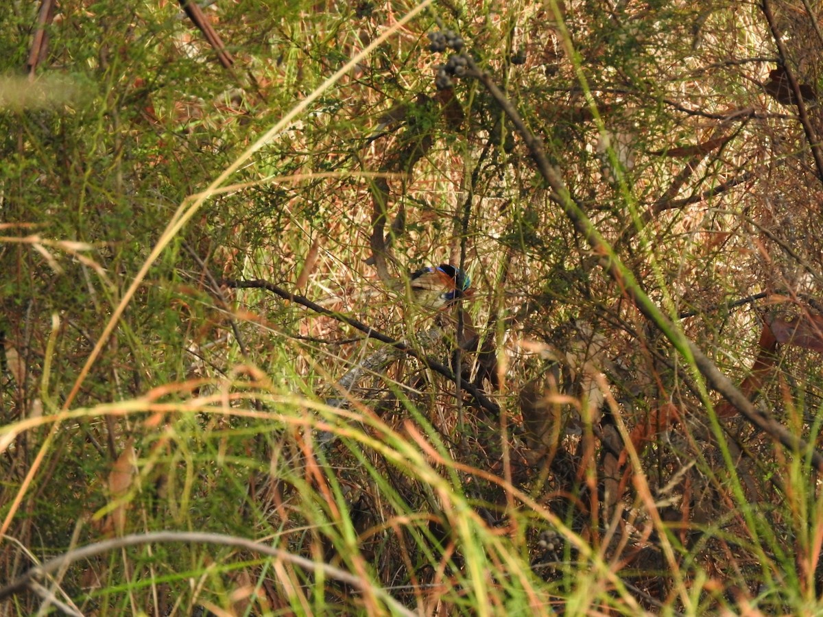 Variegated Fairywren - ML628936787