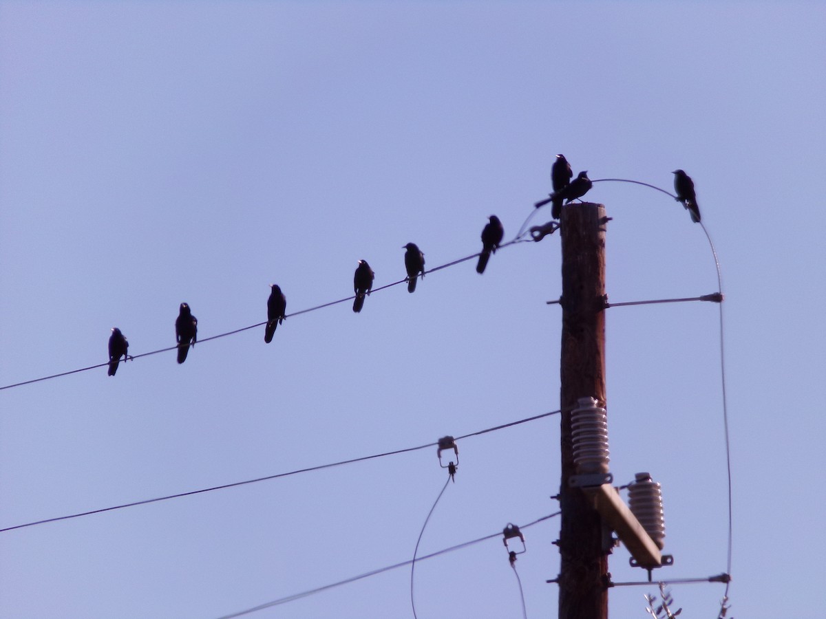 grackle sp. - ML628936834