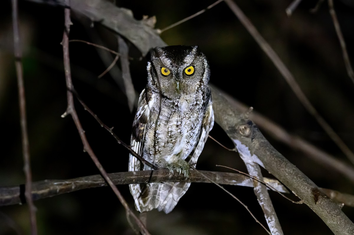 Peruvian Screech-Owl - ML628936858