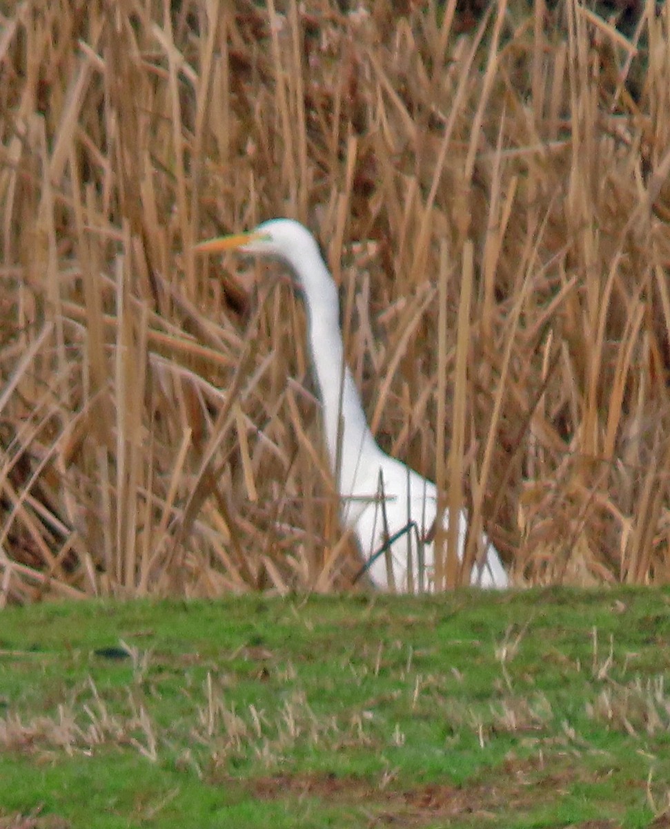 Great Egret - ML628936938