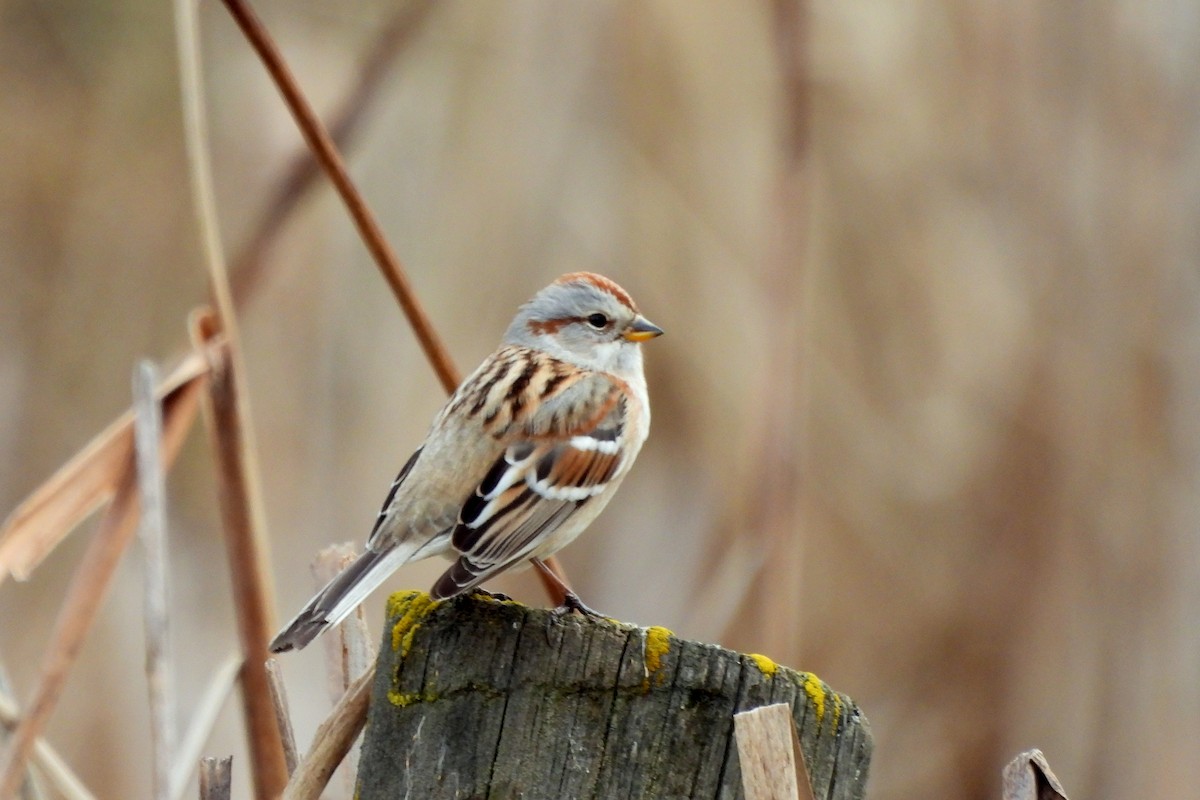 American Tree Sparrow - ML628936954