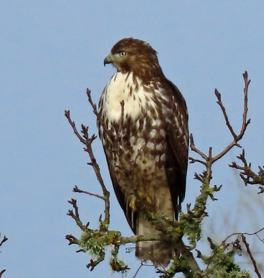 Red-tailed Hawk - ML628937011