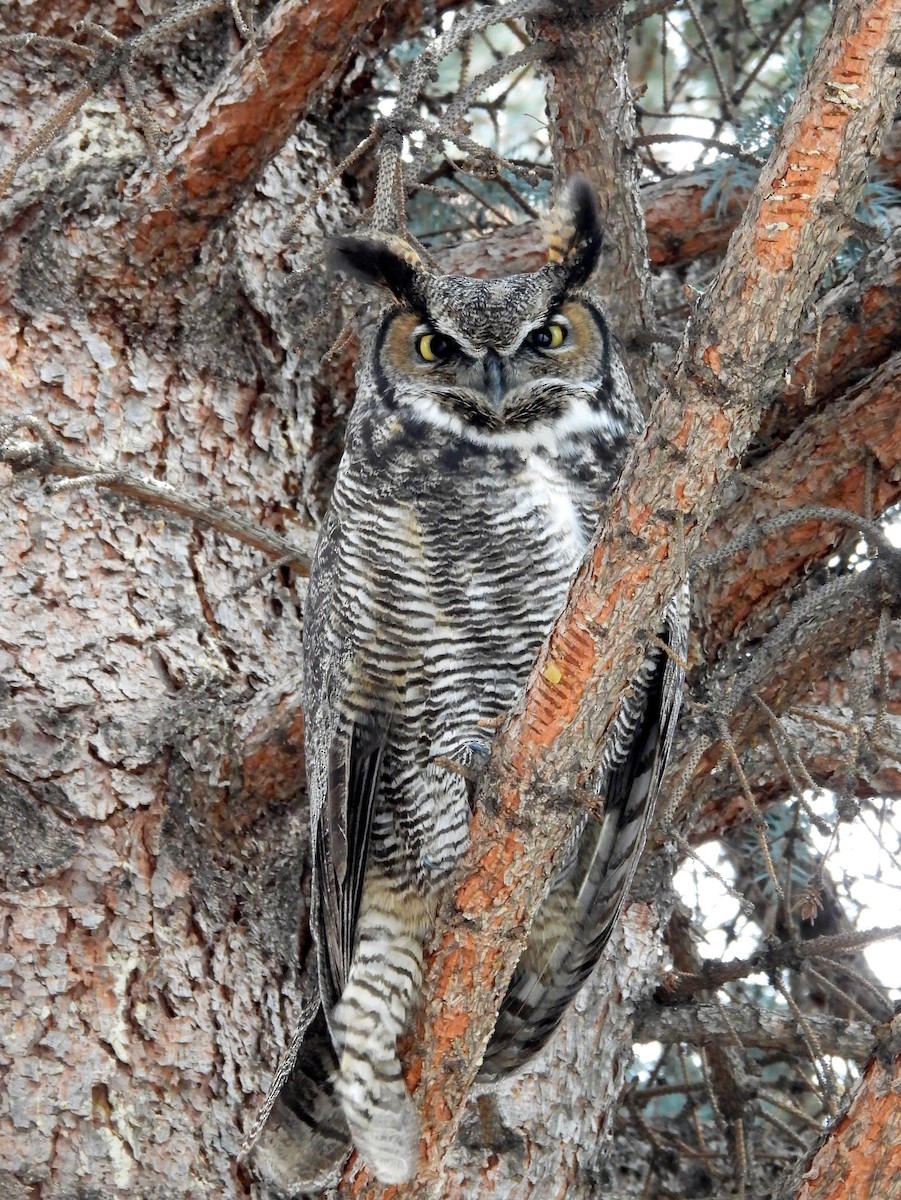 Great Horned Owl - ML628937042