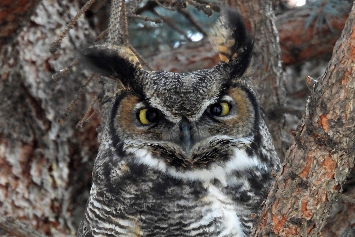 Great Horned Owl - ML628937044